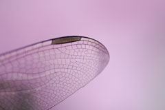 060625_009s.jpg