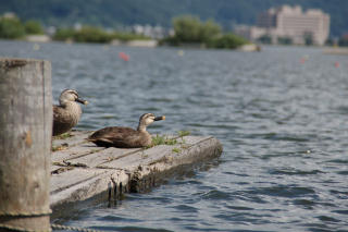 060809_005s.jpg