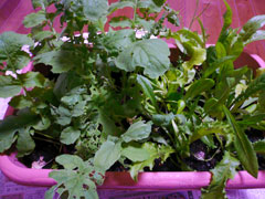 090713_pana_002.jpg