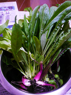 090713_pana_006.jpg